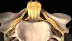 脊髓阀瓣椎间盘突出受伤缓冲连接组织椎骨