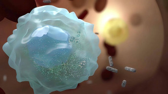 细胞免疫战斗病毒