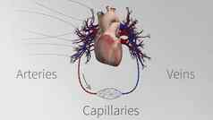 船只心血管系统心动脉毛细血管静脉