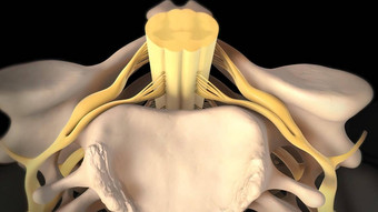 脊髓阀瓣<strong>椎间盘</strong>突出受伤缓冲连接组织椎骨
