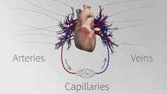 船只心血管系统心动脉毛细血管静脉