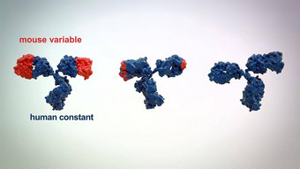 结构典型的抗体分子抗体氨基酸