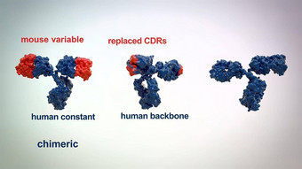 结构典型的抗体分子抗体氨基酸