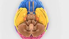 大脑旋转显示一半部分大脑