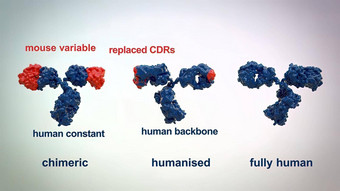 结构典型的抗体分子抗体氨基酸