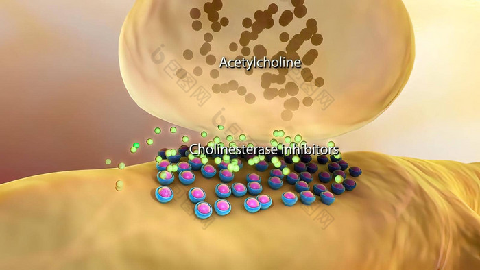 乙酰胆碱受体膜蛋白质神经递质乙酰胆碱结合