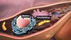 细胞结构组件线粒体核细胞质