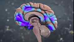 大脑部分医疗解剖学