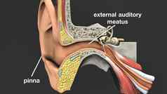 医疗插图人类耳朵