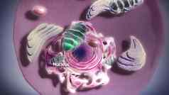 细胞结构组件线粒体核细胞质