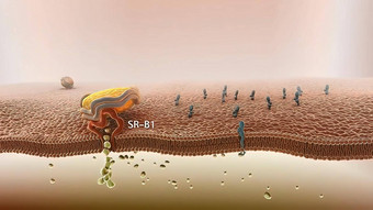 高<strong>密度</strong>脂蛋白新陈代谢反向胆固醇运输
