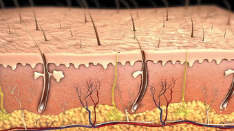 <strong>皮肤</strong>解剖学图比较好<strong>皮肤皮肤</strong>皱纹插图<strong>皮肤</strong>交叉部分显示年轻的<strong>皮肤</strong>老<strong>皮肤</strong>