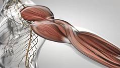 手臂肌肉肌腱人类肌肉解剖学