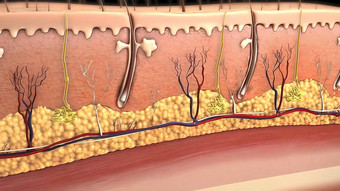 <strong>皮肤</strong>解剖学图比较好<strong>皮肤皮肤</strong>皱纹插图<strong>皮肤</strong>交叉部分显示年轻的<strong>皮肤</strong>老<strong>皮肤</strong>