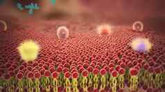科维德病毒细胞感染血人类循环系统