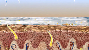 表皮外层皮肤定义分层鳞状上皮细胞