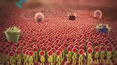 科维德病毒细胞感染血人类循环系统