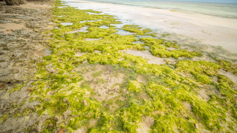 开花<strong>藻</strong>类海岸岛保和菲律宾晚上时间拍摄运动
