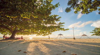 游客大落叶树生活红绿叶子射线早....太阳叶子树异国情调的你海滩保和菲律宾拍摄运动