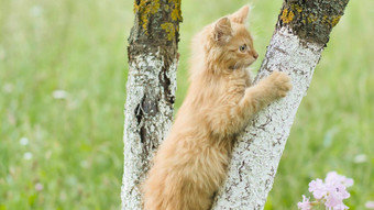 姜小猫爬树背景草花