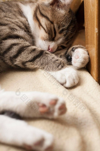 年轻的可爱的猫睡觉沙发上