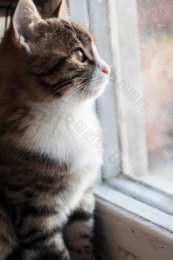 年轻的可爱的猫坐着窗台上窗口