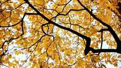 黄色的上衣枫木树秋天公园自然拍摄运动电子稳定