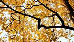 黄色的上衣枫木树秋天公园自然