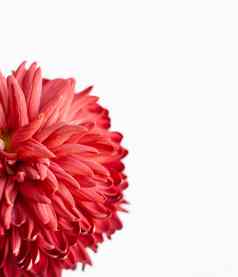 红色的大菊花白色平背景横幅形状
