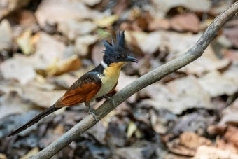图像栗长翅膀的杜鹃树分支自然背景鸟动物