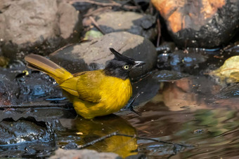 图像黑色的冠毛犬球茎鸟喝水自然背景动物