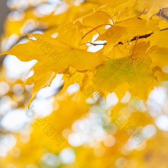 秋天摘要背景明亮的黄色的绿色叶子