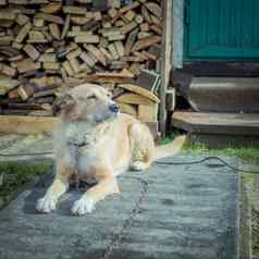 美丽的可爱的大狗杂种链警卫房子院子里生活展位