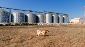 粮食电梯金属粮食电梯农业区农业存储收获粮食电梯绿色自然背景外农业工厂