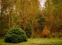 冷杉树栅栏木门花园入口金叶子秋天背景