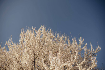 完全开花树绿色场春天蓝色的天空