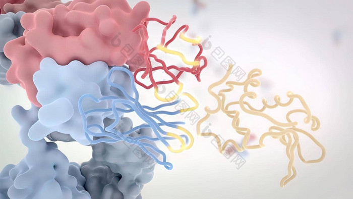 结构典型的抗体分子抗体氨基酸