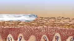表皮外层皮肤定义分层鳞状上皮细胞