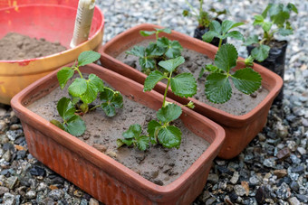 草莓植物日益增长的锅
