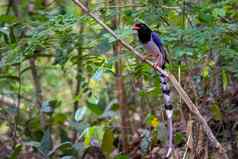 图像红色的宣传蓝色的喜鹊鸟树分支自然背景动物