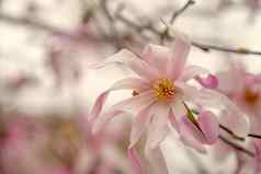 精致的粉红色的木兰花开花木兰树阳光明媚的春天一天开花木兰公共公园
