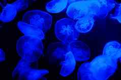 蓝色的光明亮的透明的果冻鱼水族馆
