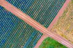 空中视图道路薰衣草字段农业无人机拍摄生态农业日益增长的植物大土地