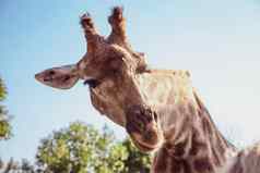大有趣的长颈鹿头Safari动物园