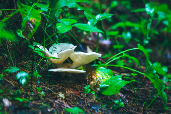 小蘑菇宽白色帽成长茎草森林