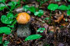 小强大的牛肝菌属蘑菇三叶草叶子