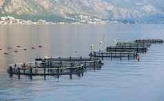 轮鱼农场亚得里亚海海黑山共和国
