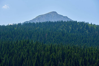 密集的松柏科的森林山峰黑山共和国