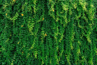 绿色他来了生态墙绿色爬植物湿叶子攀爬墙雨绿色叶子纹理背景绿色叶子艾薇雨滴可持续发展的建筑关闭自然