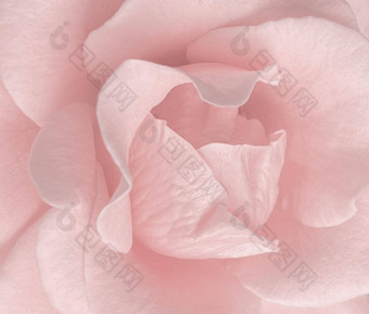 细节玫瑰花瓣粉红色的甜蜜的背景图像精致的粉红色的玫瑰花关闭宏细节花花瓣